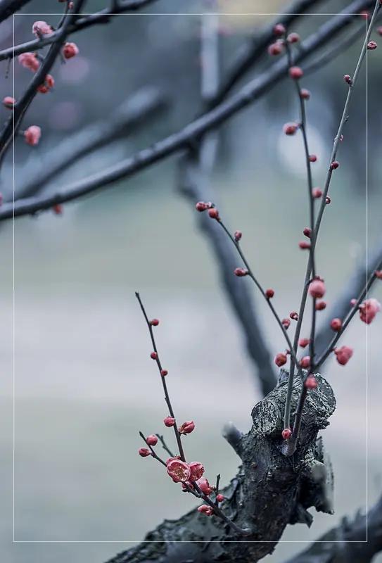 上联：莫道秋日芳菲尽，求下联且看梅花迎春来。