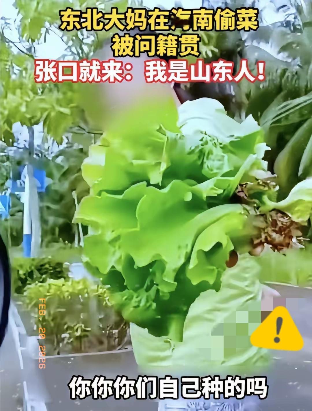 太无耻！海南海口，男子发现一大妈偷菜，上前理论：人家种的菜你就拿，你老家哪里的？