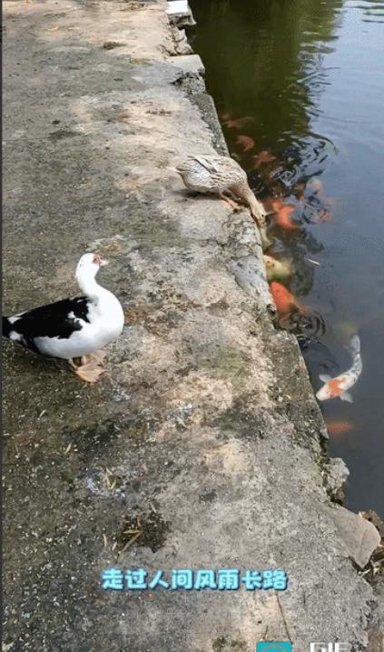 “太不可思议了”浙江一男子给家里的鸭子和鸡喂吃食，接下来鸭子的举动让男子特别吃惊