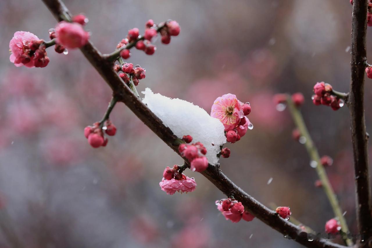 瑞雪纷飞梅花艳，赏花摄影很浪漫！[赞][赞][赞]