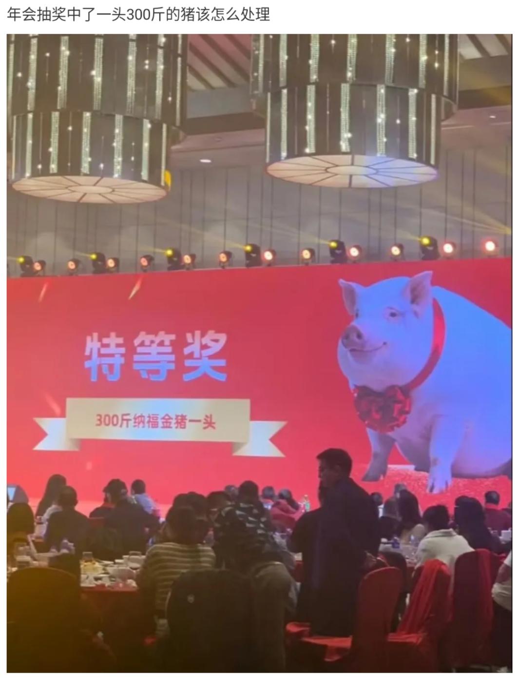 请问，假如真在年会上中了这个300斤的猪，该怎么处理它？