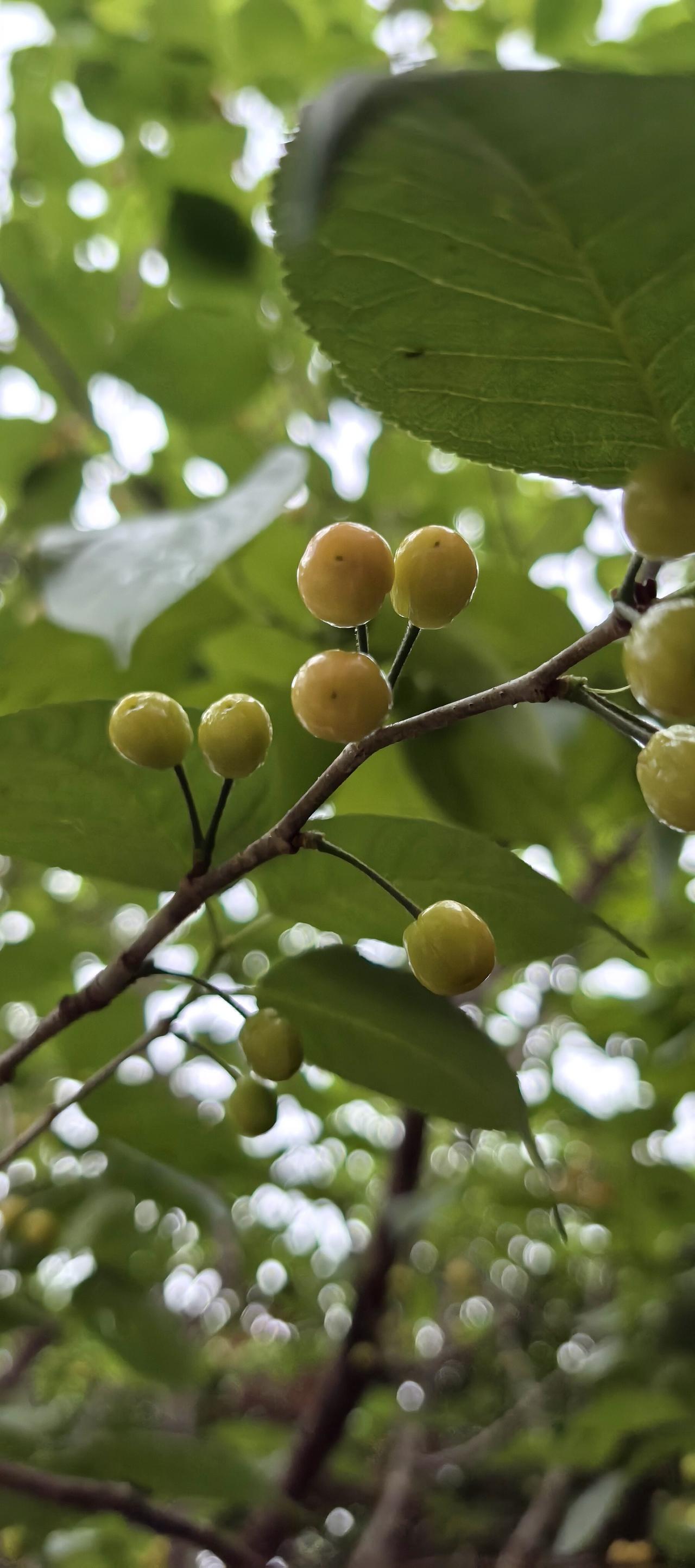 又红了樱桃时节的脚步一步也不曾停歇当你还在翻看前段时间里的手机相册对着