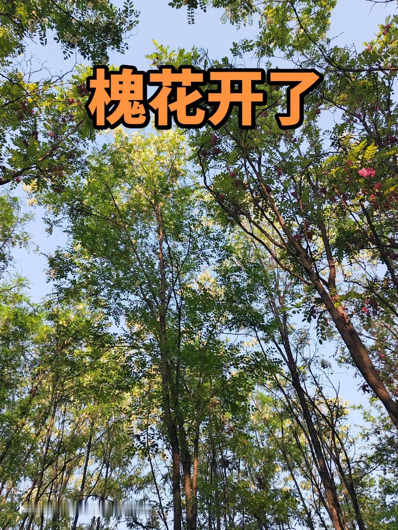 槐花开了。最好的时光在路上，一路向阳。旅行是对平淡生活的一次越狱。