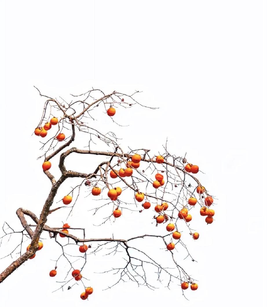 表哥以前开了快有二十年饭店。表哥开饭店那个年代，请客吃饭的人多，所以饭店也很