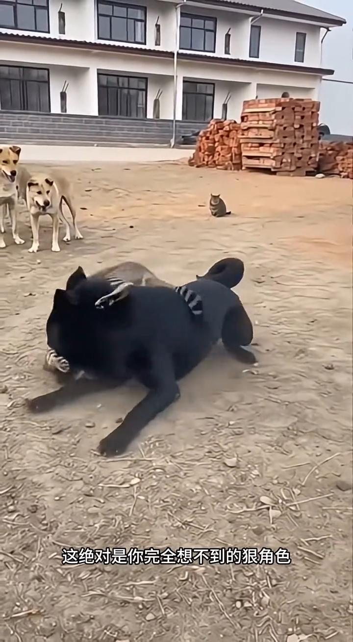 猫咪的战斗力到底多生猛？简直难以置信，这绝对是你完全想不到的狠角色。眼前大出猫