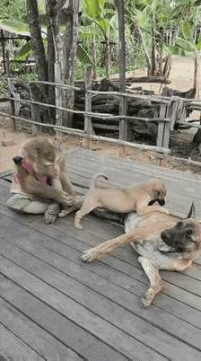 猴哥只是想抱抱，结果惹怒狗子，这下好看了……