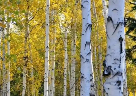 世界上最硬的树木，子弹打不穿，刀斧劈不烂，却被我国大量收购 麻烦看官老爷们右