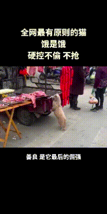刷到一个瞬间破防的视频，一只瘦骨嶙峋的流浪猫，饿得眼睛都发直，却在猪肉摊前守住了