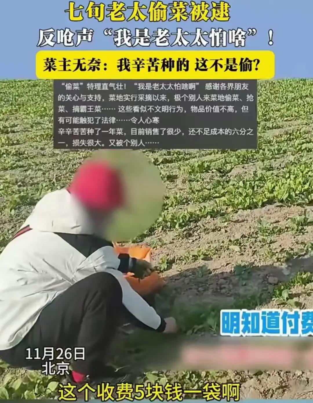 “我是老太太，我怕啥？”一句话，撕开了多少人对规则的漠视与年龄的纵容。菜农像