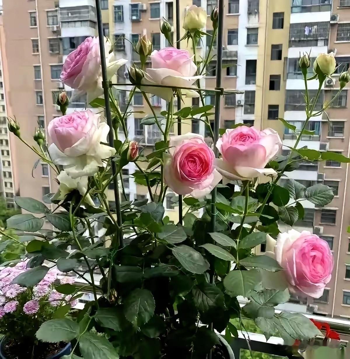 我哥对着我妈，一字一句地说：“护工一天400，12天就是4800。饭钱一天50，