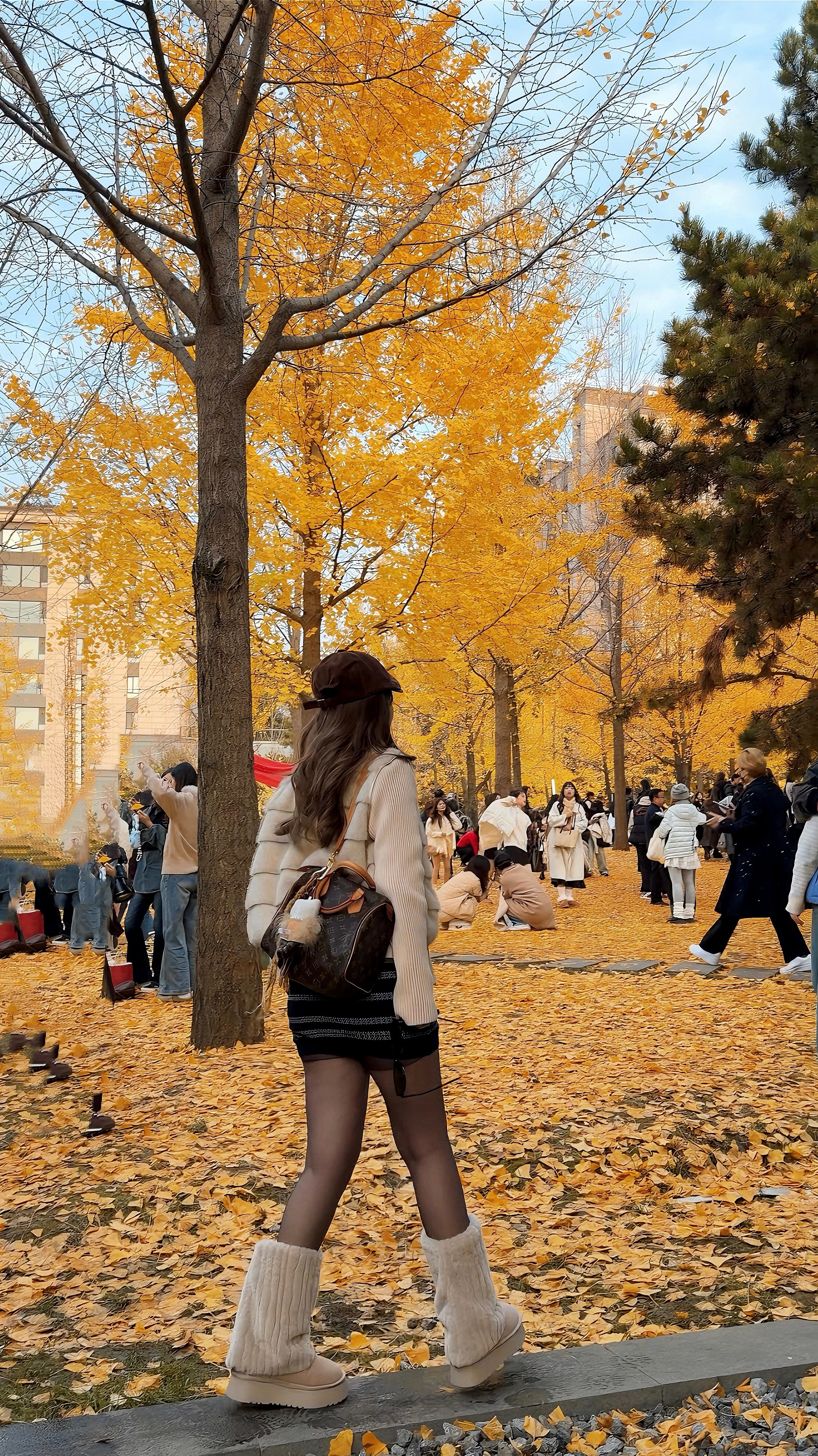 你看今年银杏又落了🍂​​​