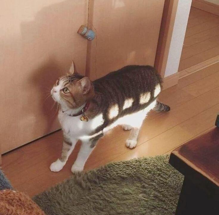 我就知道猫猫巴士真的存在🚃​​​