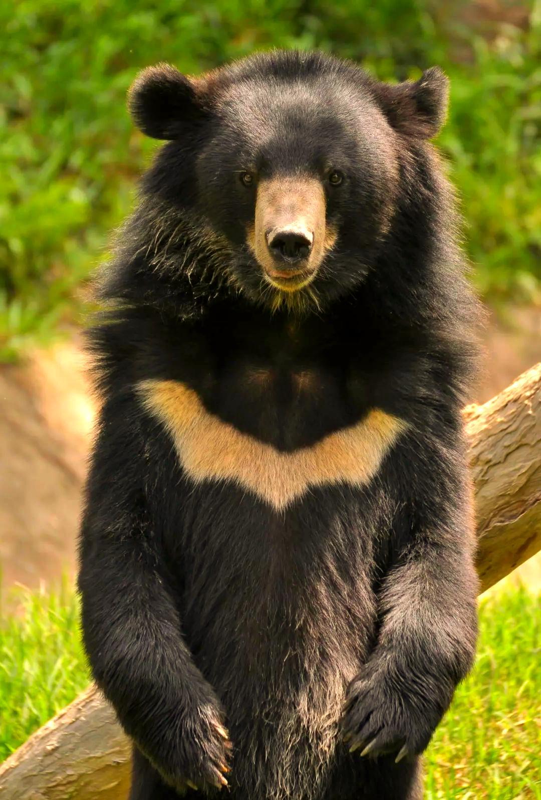 熊是真的会把人当成猎物的。以前认识个在深山护林站待过的老哥，闲聊时跟我讲过