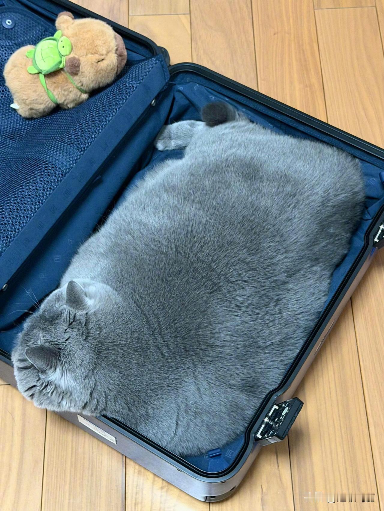 第一次看到20寸的猫，求此🐱占地面积[捂脸哭]