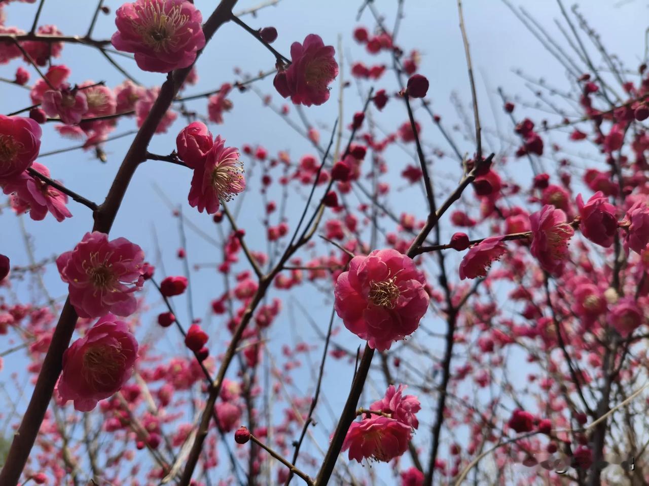 郑州西流湖岸边的梅花盛开，正值周末，游人如织，欣然赏梅……走在赏梅小路上，情不