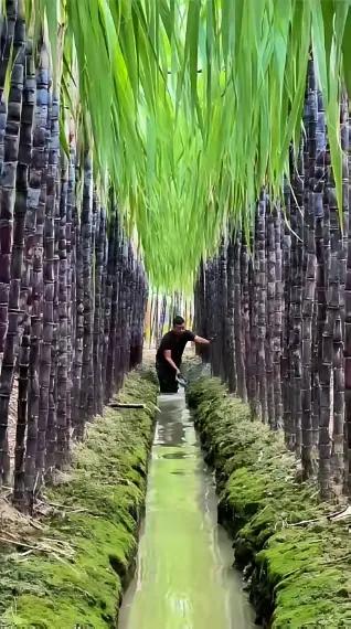 真别小看体力活！贵州8位老乡在广西柳城砍甘蔗，3个月拿下220亩，总工钱18万，