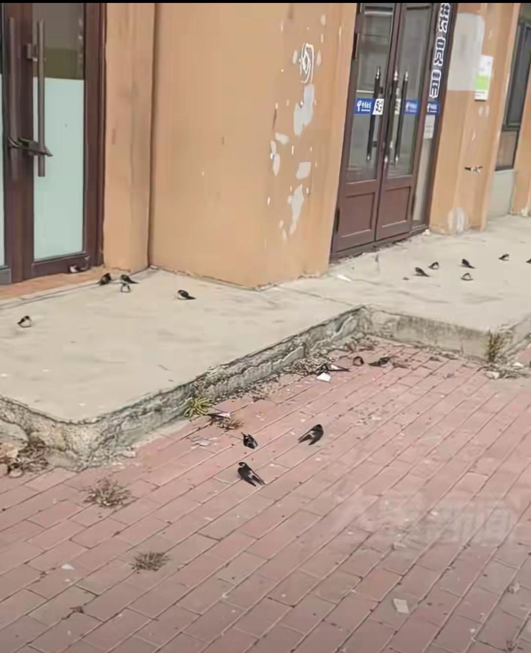 黑龙江五常上百只燕子滞留没南飞冻死不少。当地林草局：自然现象，气温骤降燕崽没扛住