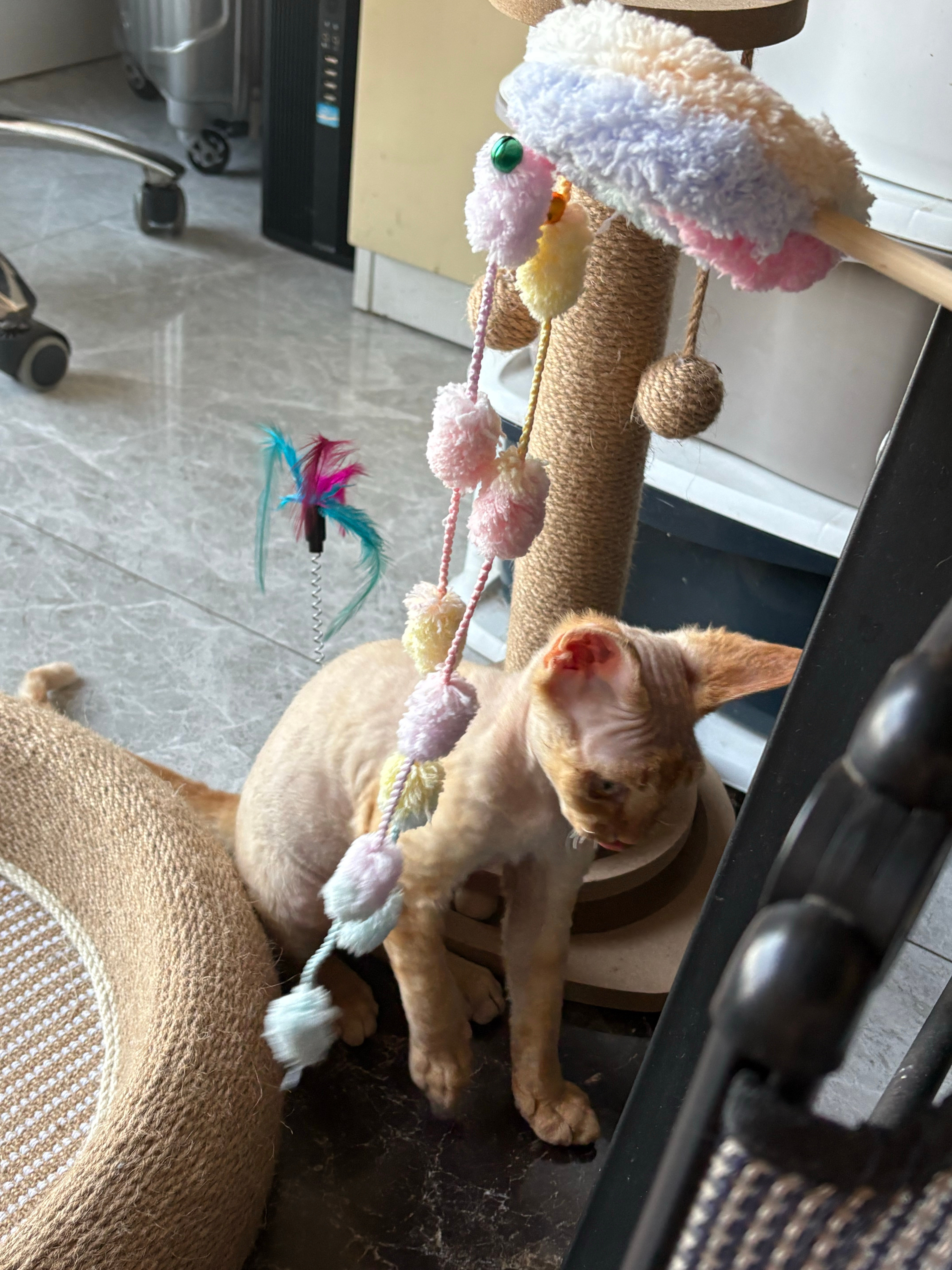 小猫咪咪🫳🏻🤏🏻