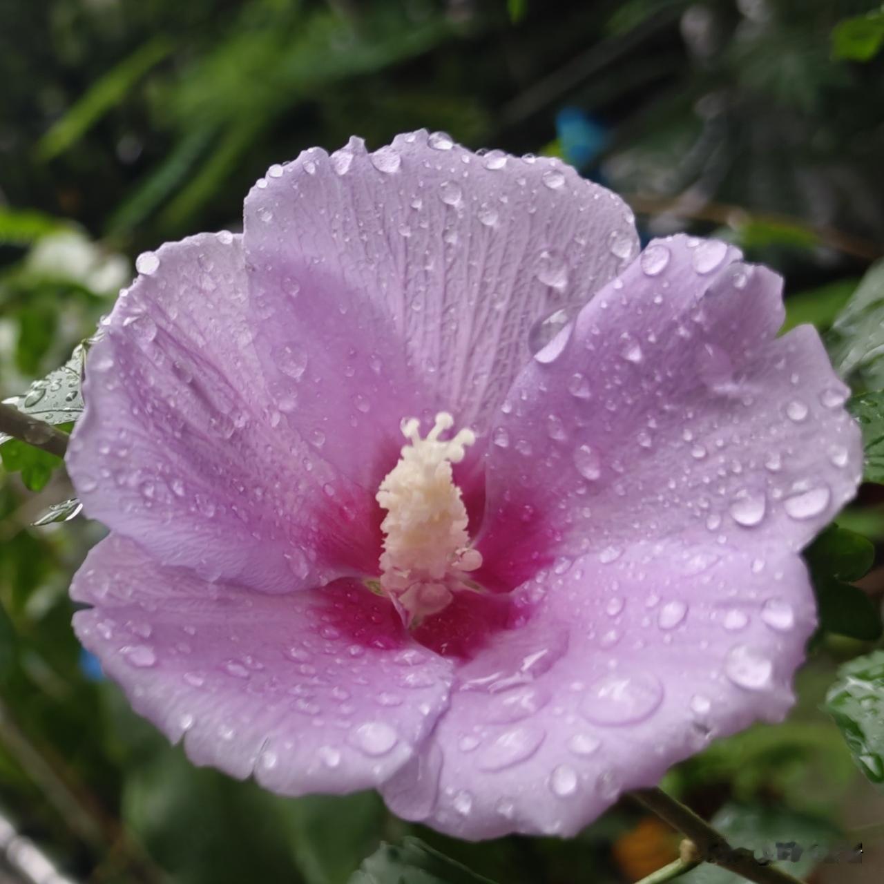 我的夏日mini植物园：木槿花昙花红花盈蓝花楹合欢花🌸🌲