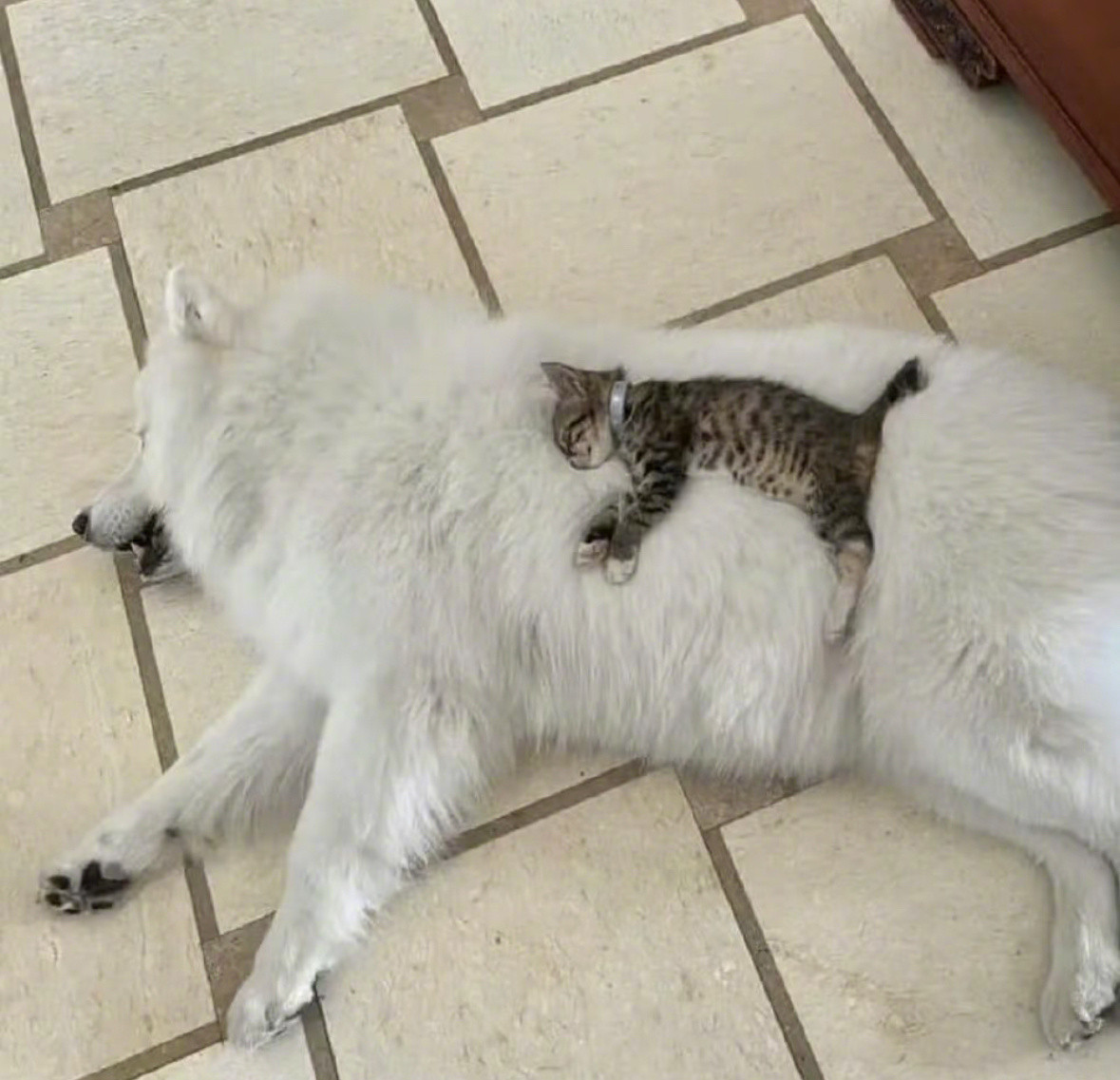 小猫从200平的狗窝上醒来​​​