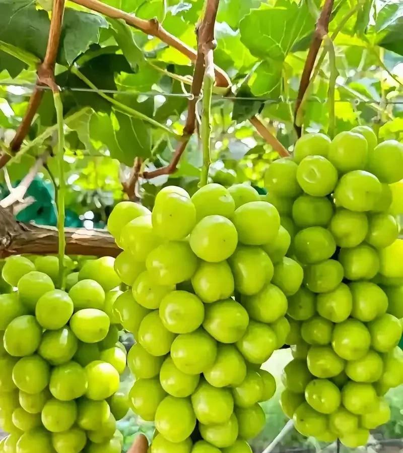 从高端食材到无人问津阳光玫瑰从曾经的高价，到现在低价还无人问津，原因挺复杂的。