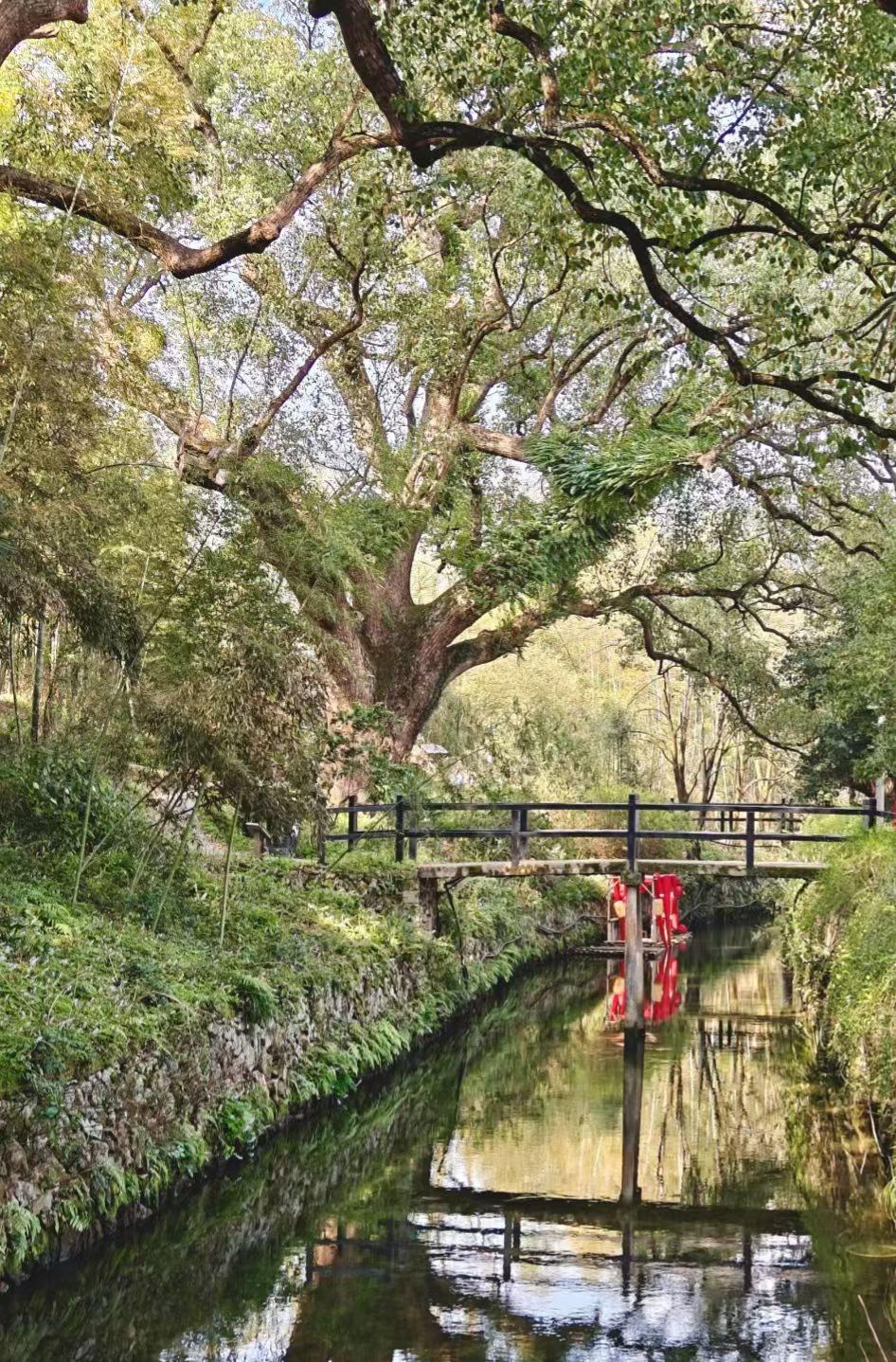 旅行随手拍古木垂荫，流水潺潺，石桥静卧，时光都慢了下来。