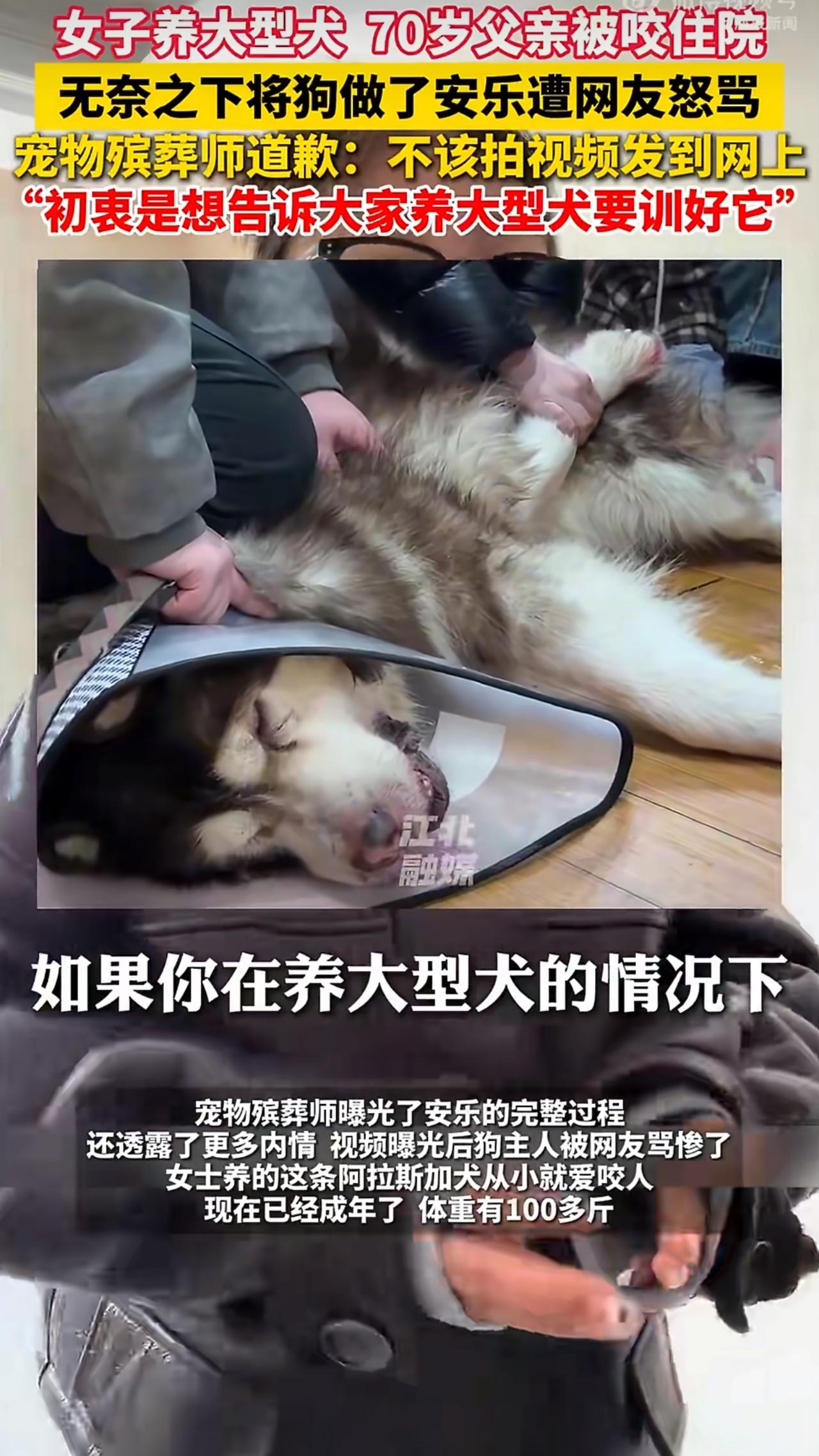 江苏一位王女士家里发生了一件让人揪心又无奈的事儿，她养的阿拉斯加犬把自己70岁的