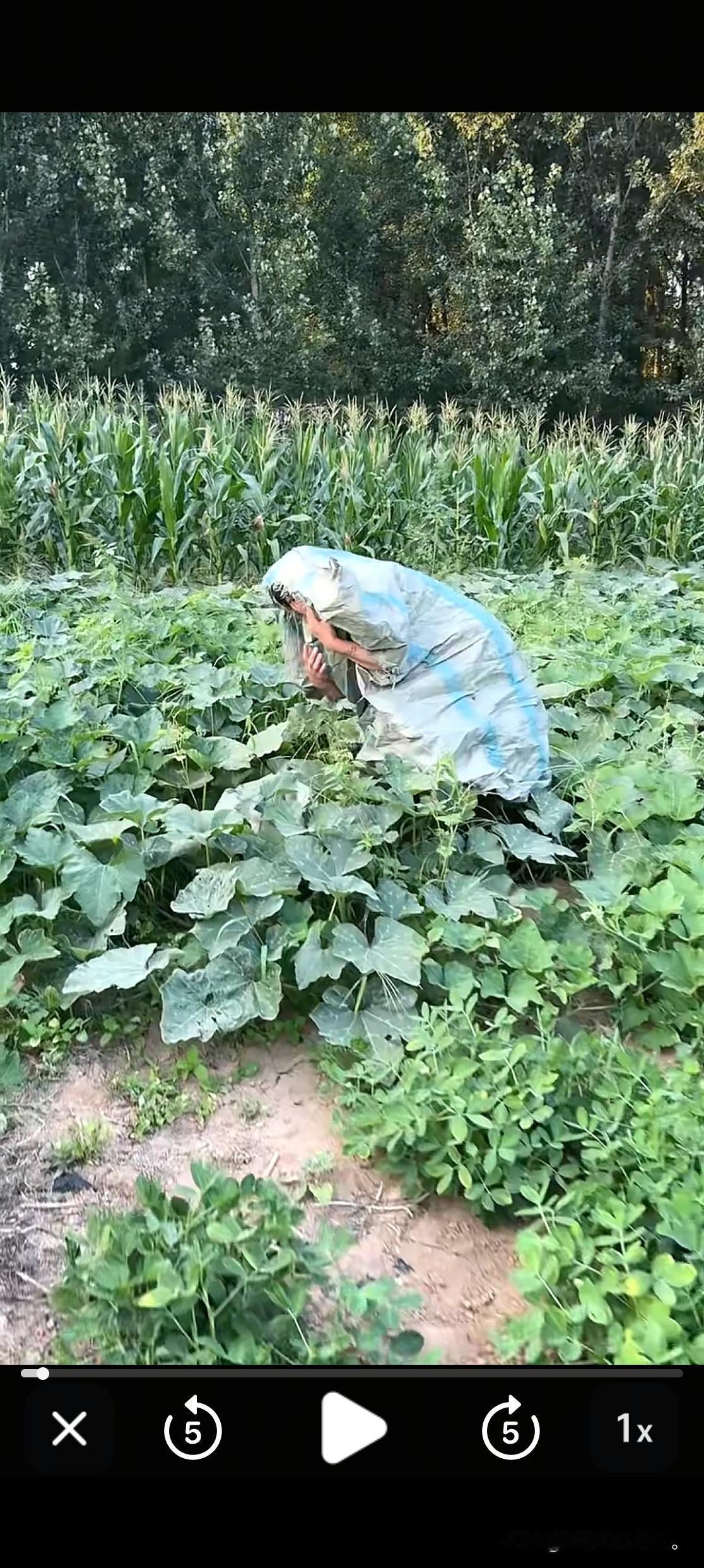 小故事！大飞的妹妹玉涵，下班后来到瓜地找嫂子，突然看到瓜地里一个大编