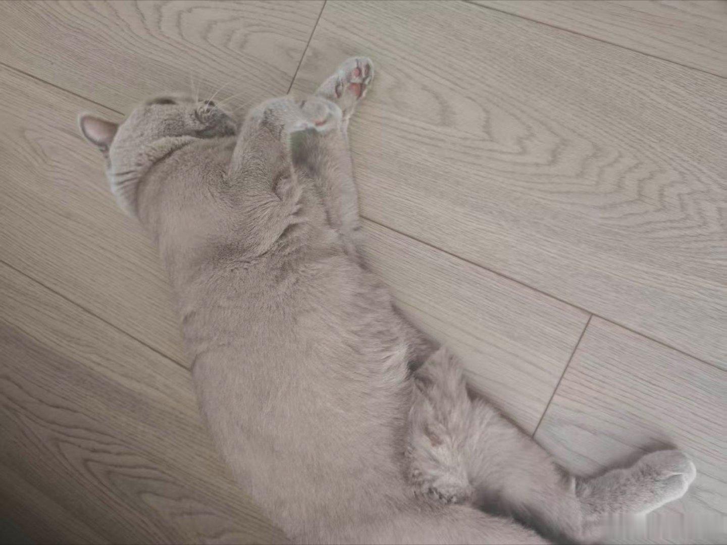 猫咪已经在家里找到了很多舒服的地方，渐渐适应了新家。可是，明天又要回老地方了，咱
