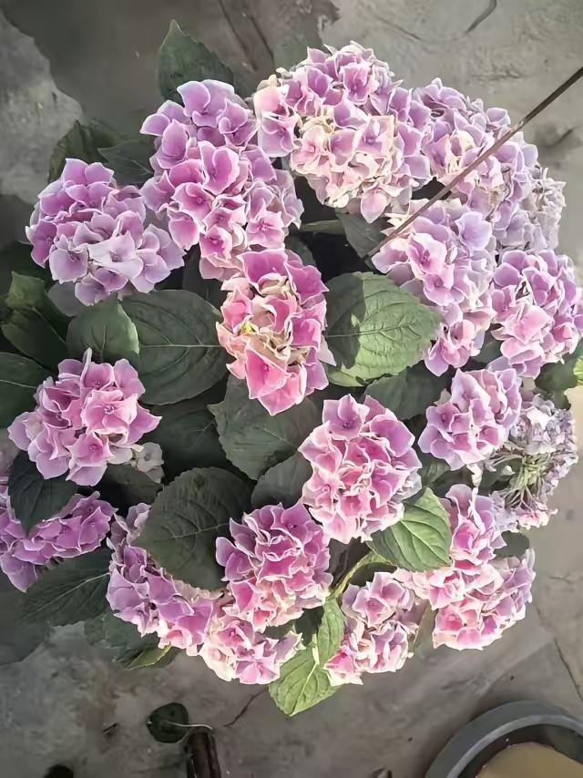 堂弟45了，还是个单身，过年走亲戚，亲戚见他一个人过，就给他介绍了对象，女方42