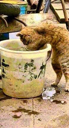 反反复复看了好几遍这个视频，又好笑又上头！一只橘猫盯上水桶里面的小鱼，一心想要捞