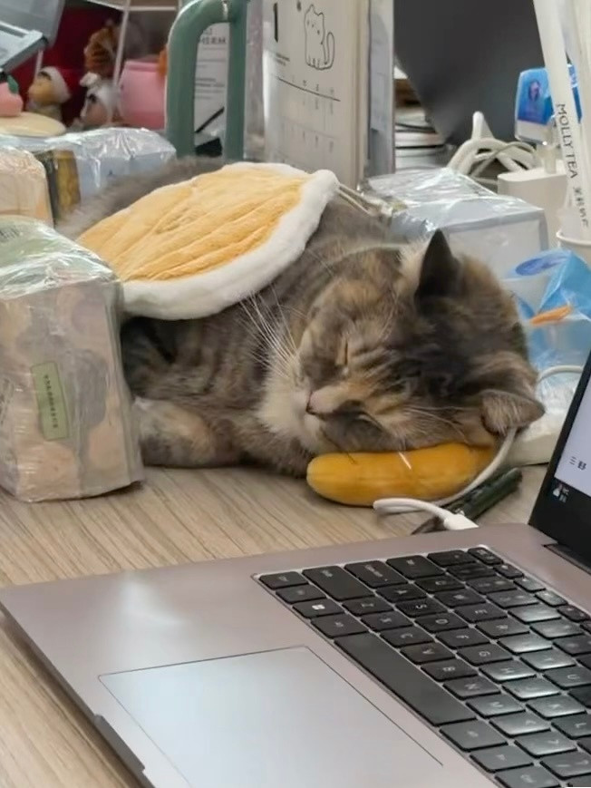 新来的同事午觉睡过了，要不要叫醒