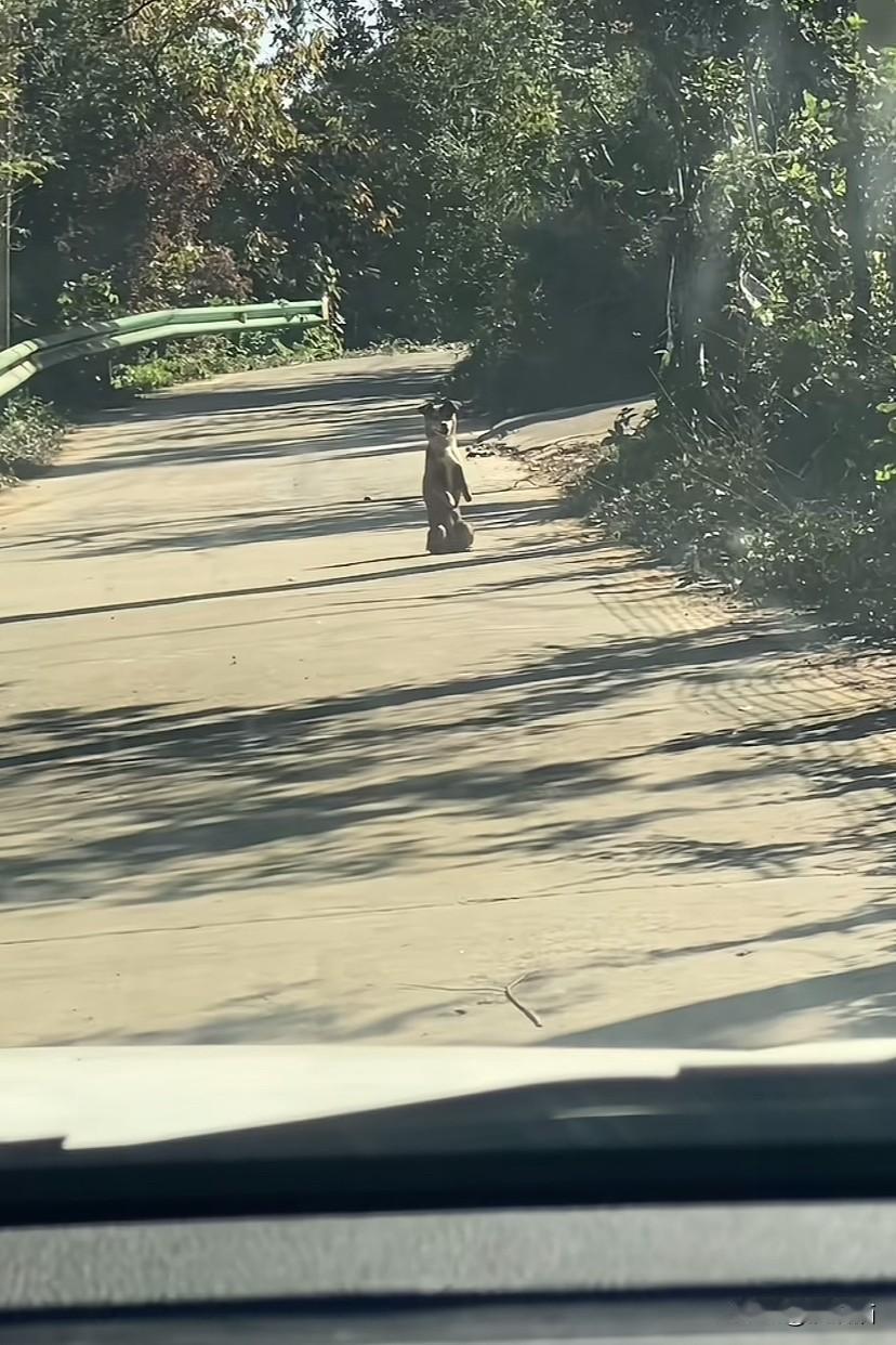 安徽，女子驾车快要到一处路口时，突然看到一条狗子直挺挺的跪在地上。女子觉得奇怪，