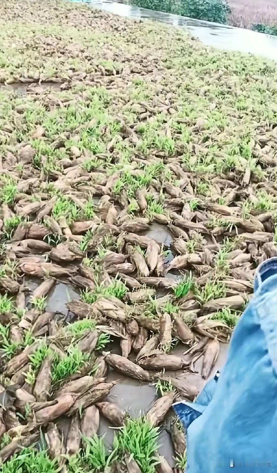 大家发现了没有？有些农民种了半辈子地，连玉米啥时候收都不懂！大家看看下面这张图
