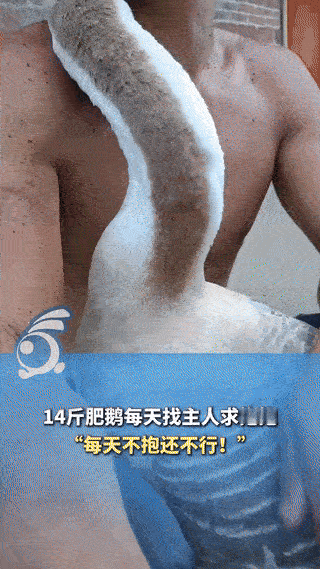 “解释不清了！”广西贺州，一男子养了几十只鹅，但有一只特别奇怪，每次男子回家这只