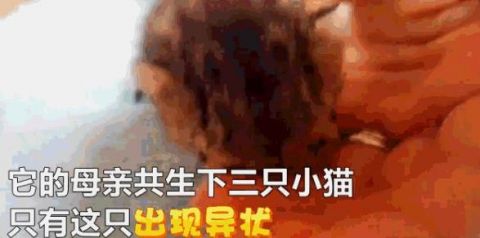 这只猫长了两张脸、三只眼, 虽然是畸形, 但很健康