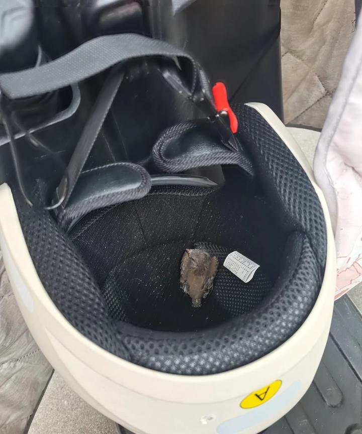 真的是从天而降的惊喜