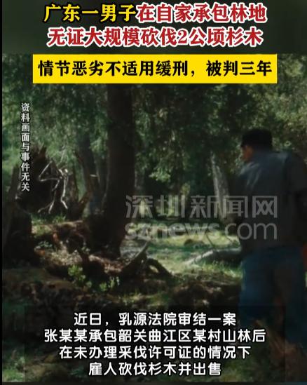 广东乳源，男子在自家承包的林地上进行大规模采伐，共2公顷杉木被砍倒。后经人举报，