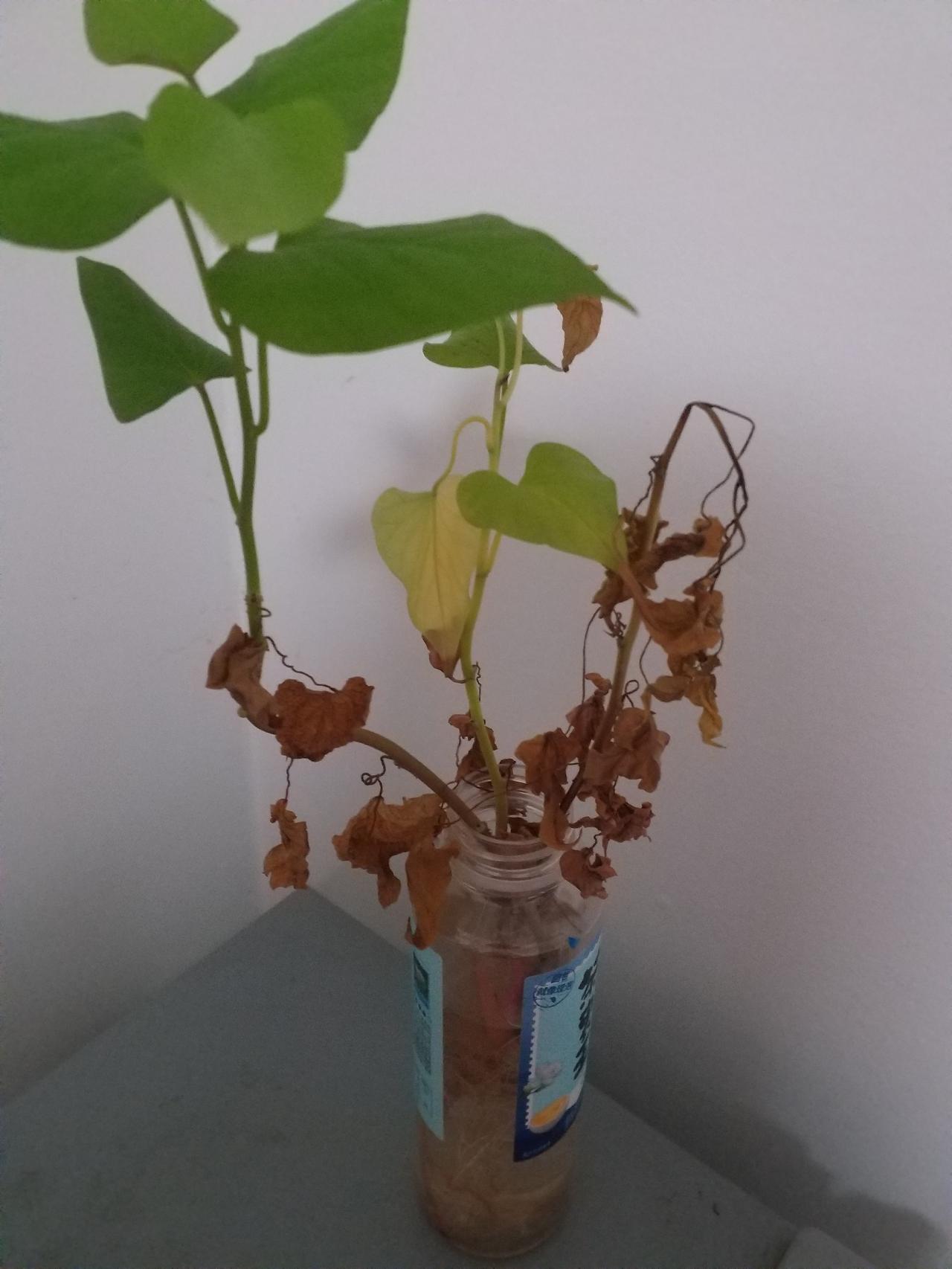 昨天和我姐聊天得知，因为我那小侄子总不写作业被老师点名，我嫂子直接让他住托班