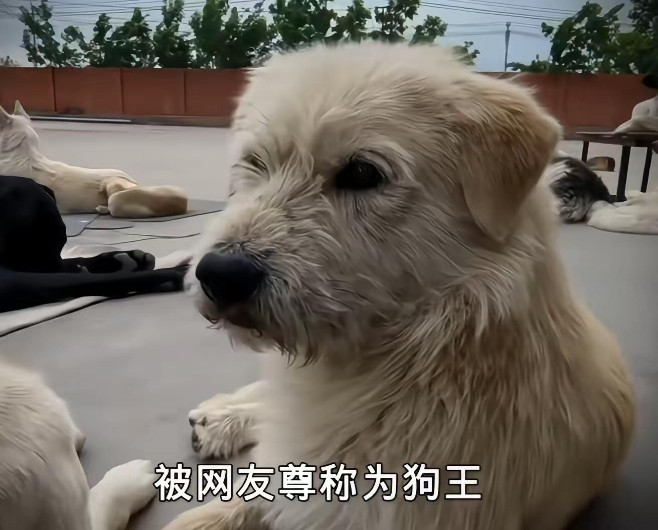承德狗界“潦草王”，火到全世界的下司犬，凭什么封王？