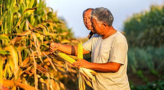 中央定调! 农民养老金调整, 65岁以上能多发钱, 每月有多少?