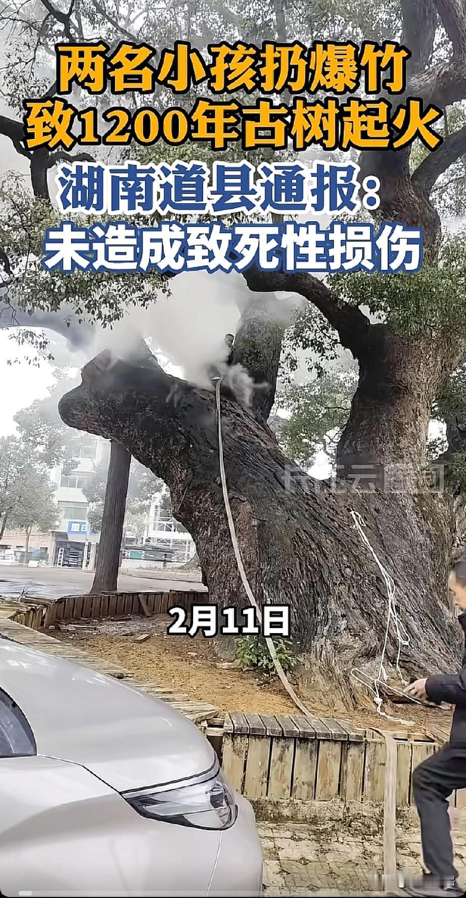 湖南通县一株1200年的古樟树，被两个孩子放鞭炮时给点燃了，当时两个小孩把燃着的