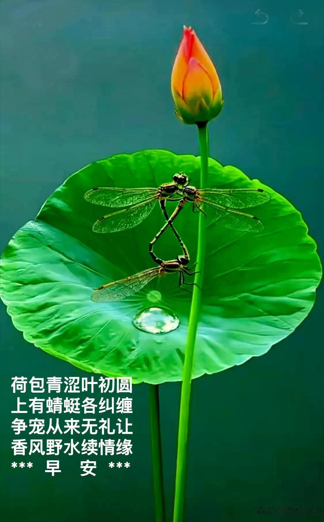 早安，新的一天，愿阳光铺满你的前路，万事顺心。