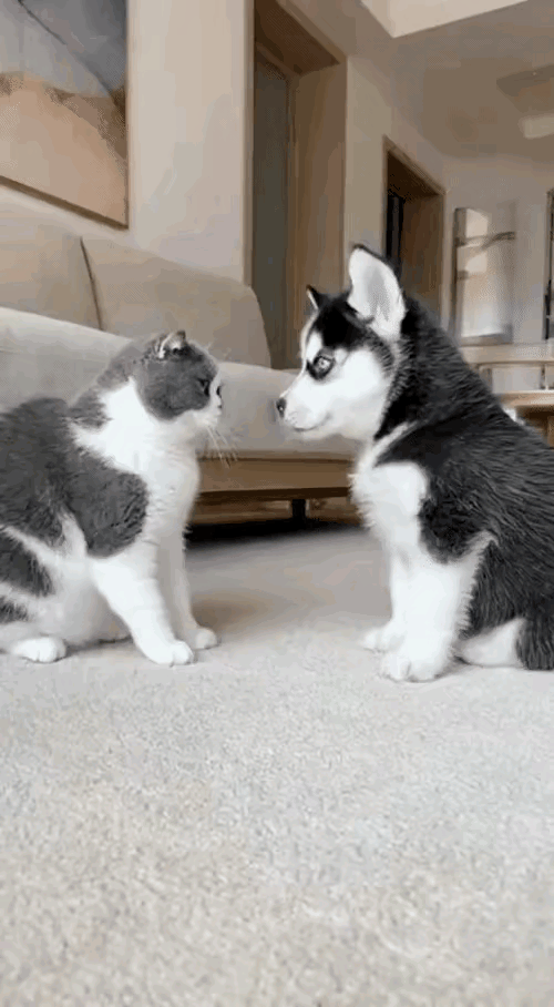 猫咪智商碾压二哈实锤了！打不过就玩阴的，这波操作直接把二哈坑到怀疑