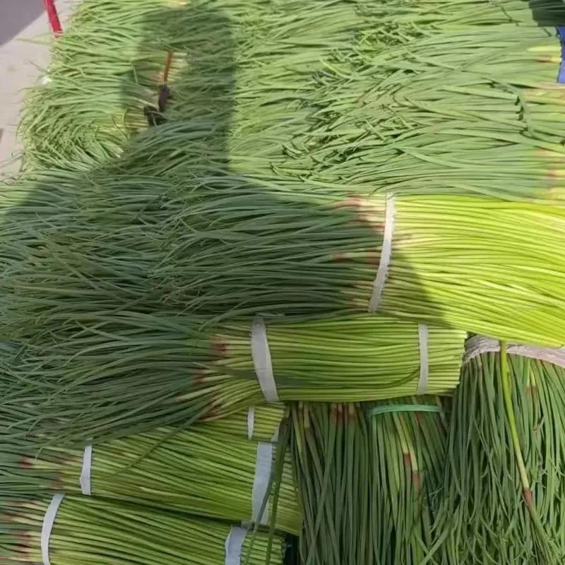 漂亮的蒜苔和小麦，就是渴望雨的到来。田野里美丽的蒜苔，正是丰收的季节。但