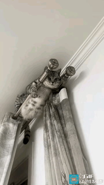 谁懂啊！家人们今天我又被家里这位“猫主子”拿捏得死死的😹天津这位姐妹也是倒