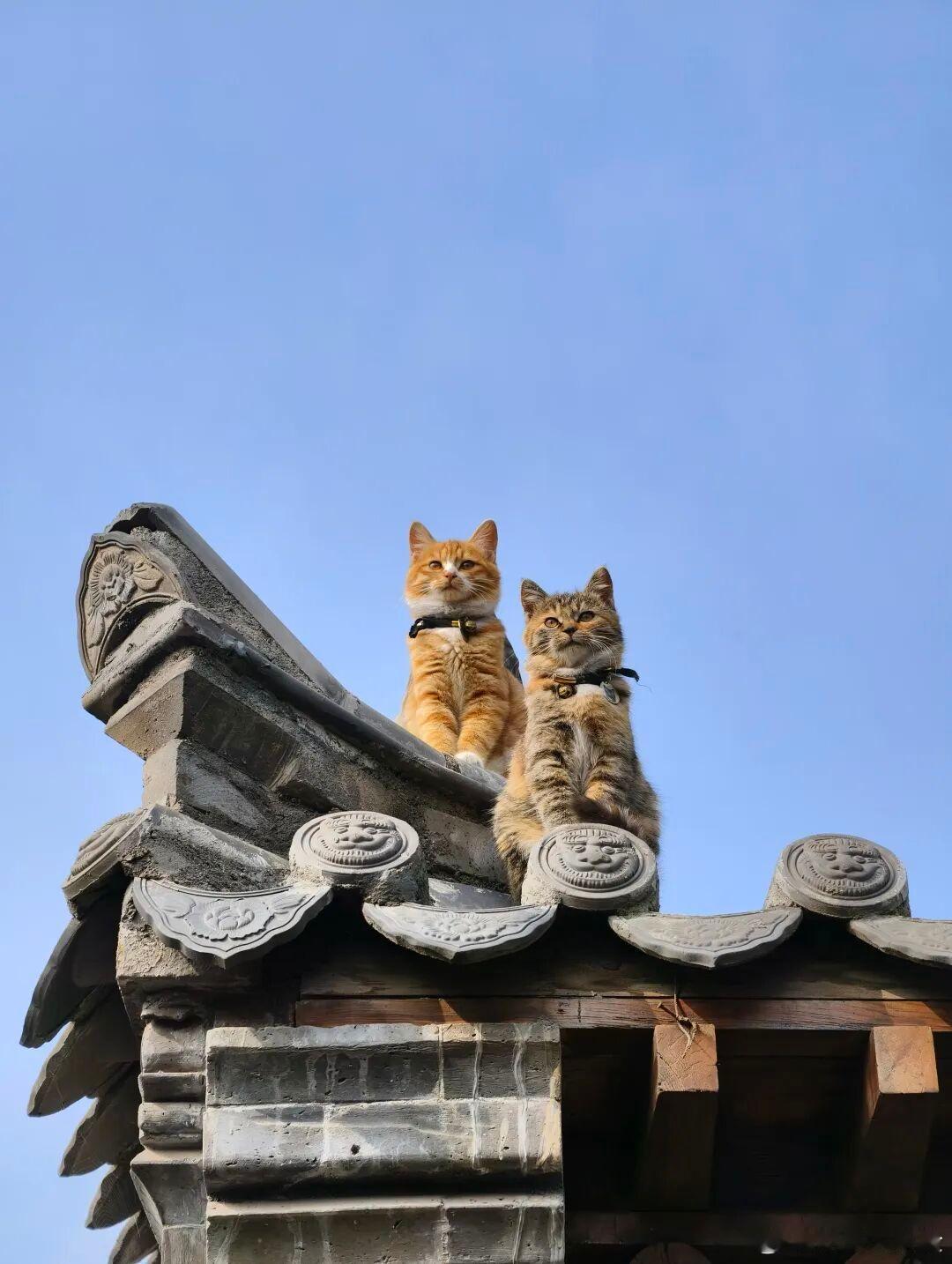 2025还有两个月就结束了,猫咪都成双成对了,你还没有对象吗?