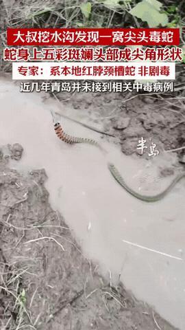 “胆子真大！”山东青岛，男子在自家田里挖水沟，一锄下去，竟然窜出来一条长蛇，而且