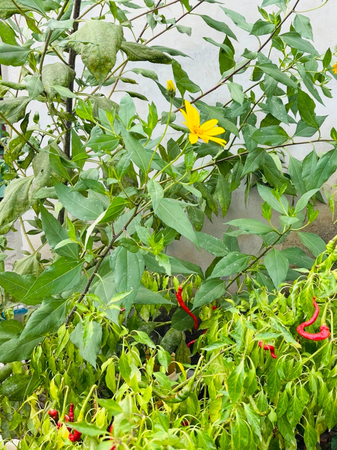 ㊗️大家中秋快乐～知道这是种的嘛？一种咸菜的植物。​​​
