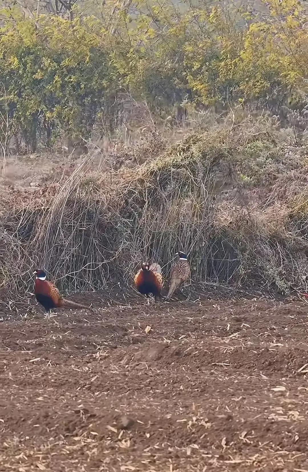 网友在田里拍到几只灰扑扑的小鸟，发图问大家叫啥名，结果评论区炸锅。有人猜鹌鹑，